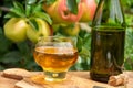 Glass of apple cider from Normandy, France and green apple tree with ripe red fruits on background