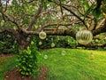 Glass art spheres hunging from a tree over green lawn