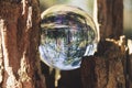 Glass ball pinched in tree trunk with inverted forest in the ball