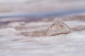 Glass ball in the sea water