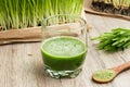 A glass of barley grass juice with freshly grown barley grass Royalty Free Stock Photo