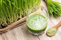 A glass of barley grass juice with young barley grass and powder Royalty Free Stock Photo