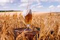 Glass of beer against wheat field Royalty Free Stock Photo