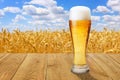 Glass of beer against wheat field Royalty Free Stock Photo