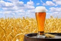 Glass of beer against wheat field Royalty Free Stock Photo