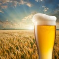 Glass of beer against wheat field Royalty Free Stock Photo