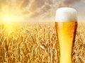 Glass of beer against wheat field Royalty Free Stock Photo