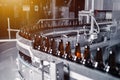 Glass beer bottles of brown color on the conveyor line of beer bottling close up. Royalty Free Stock Photo