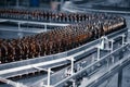 Glass beer bottles of brown color on the conveyor line of beer bottling close up. Royalty Free Stock Photo