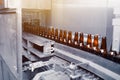 Glass beer bottles of brown color on the conveyor line of beer bottling close up. Royalty Free Stock Photo