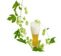 Glass of beer and branch of hops on light background