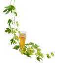 Glass of beer and branch of hops on light background