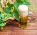 Glass of beer, branches of hops, barley and wheat spikes Royalty Free Stock Photo