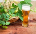 Glass of beer, branches of hops, barley and wheat spikes Royalty Free Stock Photo