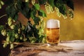 Glass of beer, hop cones, ears of barley Royalty Free Stock Photo