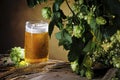 Glass of beer, hop cones, ears of barley Royalty Free Stock Photo