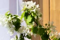 Glass bottle with blossoming branches of cherry, apple tree Royalty Free Stock Photo