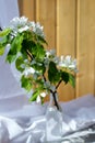 Glass bottle with blossoming branches of cherry, apple tree Royalty Free Stock Photo