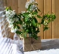 Glass bottle with blossoming branches of cherry Royalty Free Stock Photo