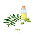 Glass bottle with cor, Neem oil, leaf branch, flowers and pods. Ayurveda Herb. vial. Oilplant for medicine, cosmetics