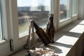 Glass bottle filled with gasoline, a so called Molotov Cocktail, on the window in the house