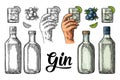 Glass and bottle gin and branch juniper. Vintage vector color engraving Royalty Free Stock Photo