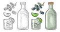 Glass and bottle gin and branch juniper. Vintage vector color engraving Royalty Free Stock Photo