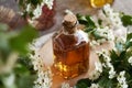 A glass bottle of herbal tincture with fresh hawthorn or Crataegus laevigata flowers in spring Royalty Free Stock Photo