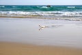 Glass bottle with message inside buried in beach sand. Royalty Free Stock Photo