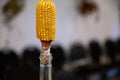 Glass bottle of moonshine close up. A cob of corn as a stopper of a bottle. Royalty Free Stock Photo