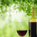 Glass and Bottle of red wine in vineyard on green vineyard background Royalty Free Stock Photo