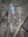 Glass Bottle Stuck on a bare tree branch