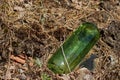 Glass bottle thrown in the forest. The problem of ecology and nature pollution. trash in the forest Royalty Free Stock Photo