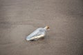 Glass bottle washed up on the beach, with a note inside Royalty Free Stock Photo
