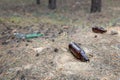 Glass bottles and waste thrown in pinewood. . Environmental pollution. Garbage in the forest. Harmful nature damage Royalty Free Stock Photo