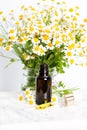 Glass brown bottle of essence or serum and with chamomile flowers Royalty Free Stock Photo