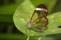 Glass butterfly