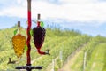 glass carafe with white and red wine in the shape of a grape and vineyard background Royalty Free Stock Photo