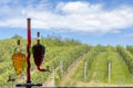 glass carafe with white and red wine in the shape of a grape and vineyard background Royalty Free Stock Photo