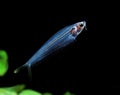 Glass Catfish, kryptopterus bicirrhis, Transparent Fish, Adult