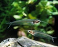 Glass Catfish, kryptopterus bicirrhis, Transparent Fish, Adults