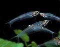 Glass Catfish, kryptopterus bicirrhis, Transparent Fish, Adults