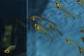 Glass catfish. School of fish. Royalty Free Stock Photo