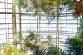 Glass ceiling roof in botanical tropical greenhouse with bright sunshine for tropic plants leaves