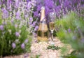 Glass of champagne in a lavender field. Violet flowers on the background.