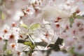 Glass clear heart in Spring with blossom