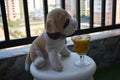 Glass of cocktail served for a dog; a puffy toy doggy on the plastic chair on the balcony Royalty Free Stock Photo