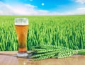 Glass of cold beer at sunset on the background of wheat field and blue sky. Recreation and relax. Fresh brewed ale. Royalty Free Stock Photo