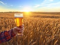 Glass of cold beer at sunset on the background of wheat field and blue sky. Summer landscape. Fresh brewed ale. Royalty Free Stock Photo