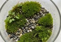 Glass container with lush green moss (Bryophyta) clusters and small plants, Royalty Free Stock Photo